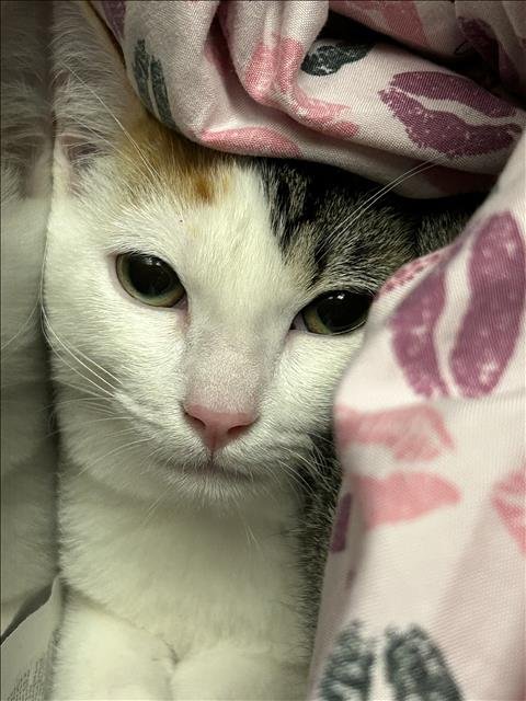 BLANCA - Domestic Short Hair available for adoption