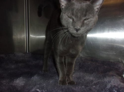 THUNDER HEART - American Shorthair available for adoption