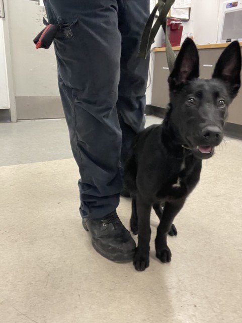 NUNA - Belgian Shepherd Malinois available for adoption