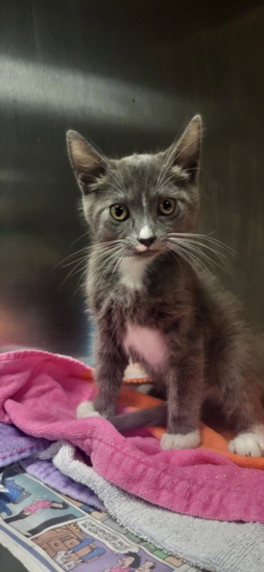 CATRICK SWAYZE - Domestic Short Hair available for adoption
