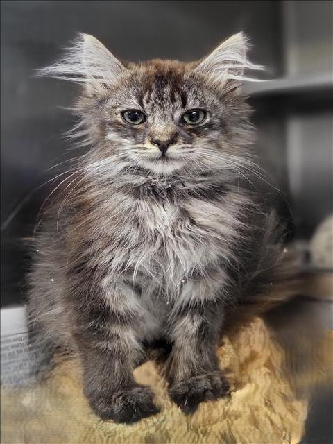 PENNY - Domestic Long Hair available for adoption