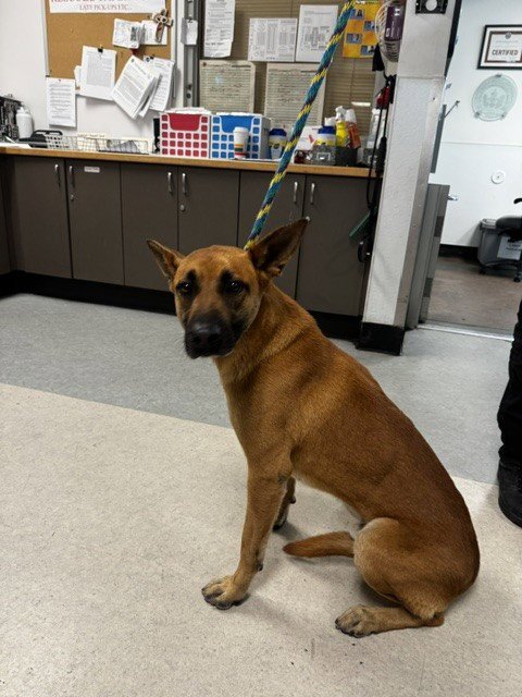LENNY - Belgian Shepherd Malinois available for adoption