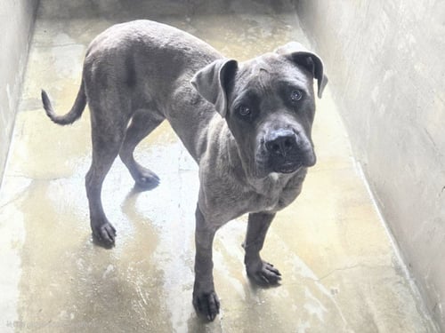 TOPO - Cane Corso Mastiff available for adoption