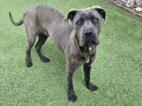 TOPO - Cane Corso Mastiff available for adoption