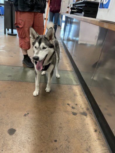LOBO - Siberian Husky available for adoption