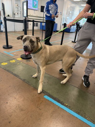 DOUG - Pit Bull Terrier available for adoption