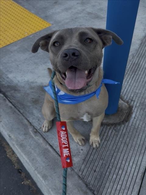 DOUG - Pit Bull Terrier available for adoption