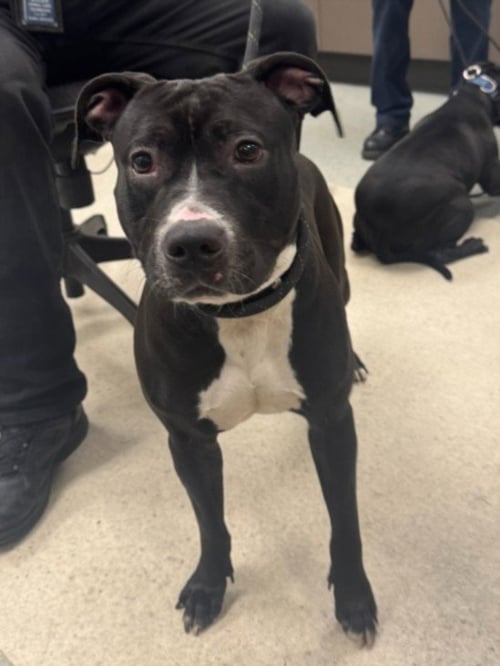 PEACHES - Pit Bull Terrier available for adoption