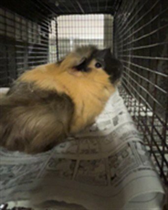WALLY - Guinea Pig available for adoption