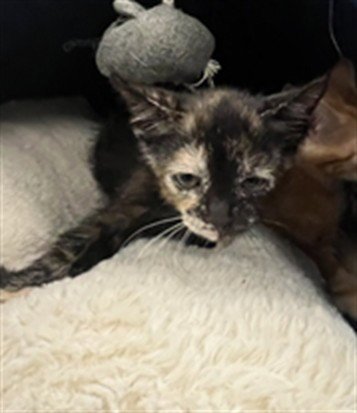 A2301297 - Domestic Short Hair available for adoption