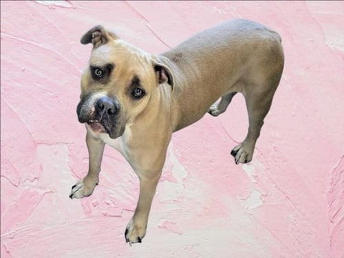 ATHENA - American Staffordshire Terrier available for adoption