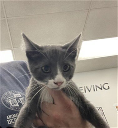BEAL - Domestic Short Hair available for adoption