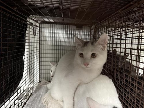A2284057 - Domestic Short Hair available for adoption