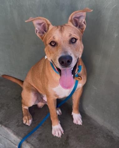 JEB - German Shepherd Dog available for adoption