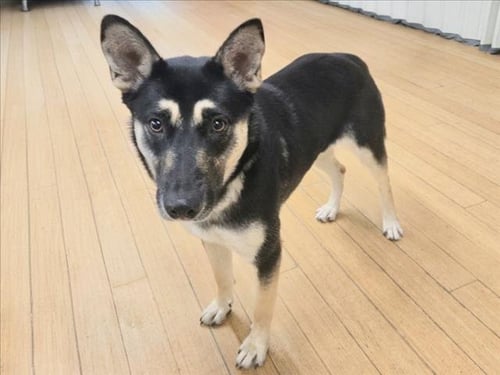 CHEDDER - German Shepherd Dog available for adoption