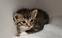 JELLYBEAN - Photo 1