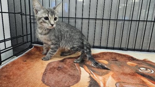 DEIDRE - Domestic Medium Hair available for adoption