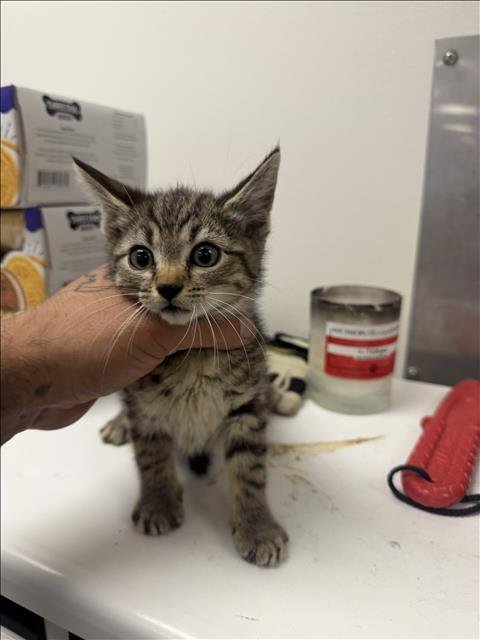 D BONE - Domestic Short Hair available for adoption