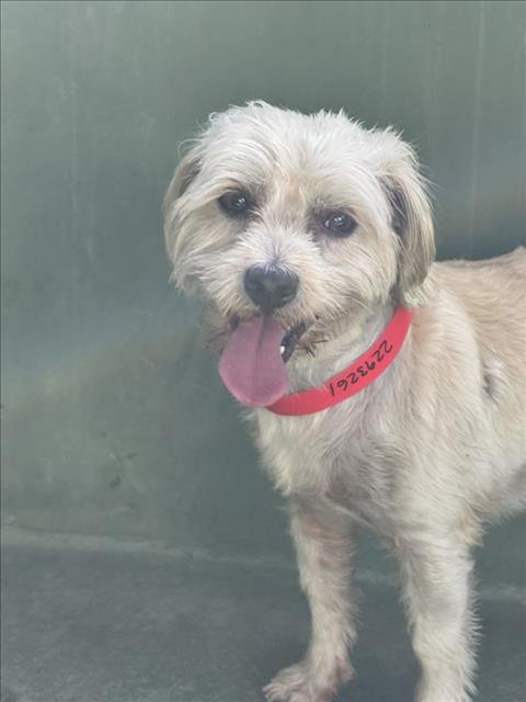 CANELO - Maltese available for adoption