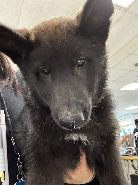 OTTO - German Shepherd Dog available for adoption