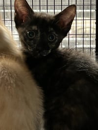 PENNY - Photo 1