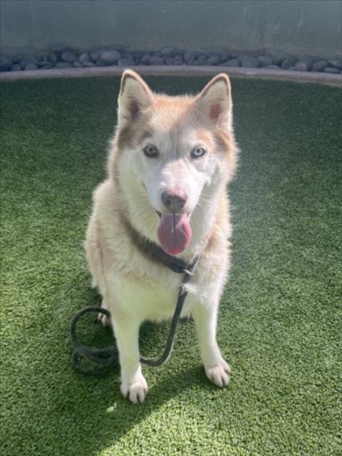 OAKLEY - Siberian Husky available for adoption