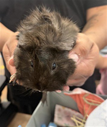MOCHA - Guinea Pig available for adoption