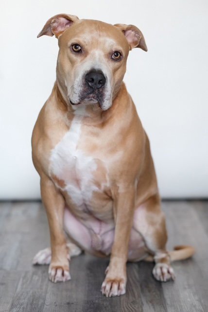 CLAY - Staffordshire Bull Terrier available for adoption