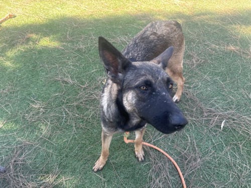 HONDA - German Shepherd Dog available for adoption
