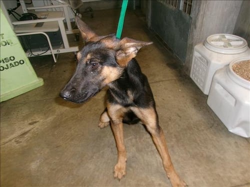 DOC - German Shepherd Dog / Belgian Shepherd Malinois available for adoption