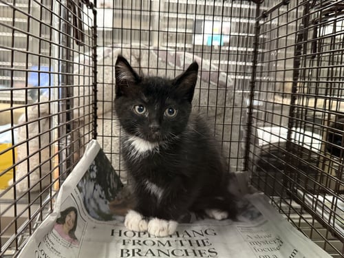 A2285502 - Domestic Short Hair available for adoption