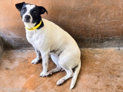 CHIP - Rat Terrier available for adoption