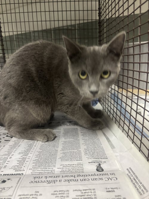 NICKEL - Chartreux available for adoption