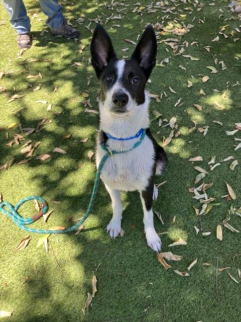 COOPER - Parson Russell Terrier available for adoption