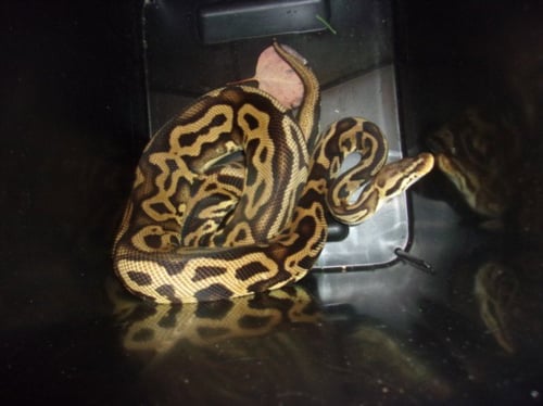 JAKE THE SNAKE - Snake available for adoption