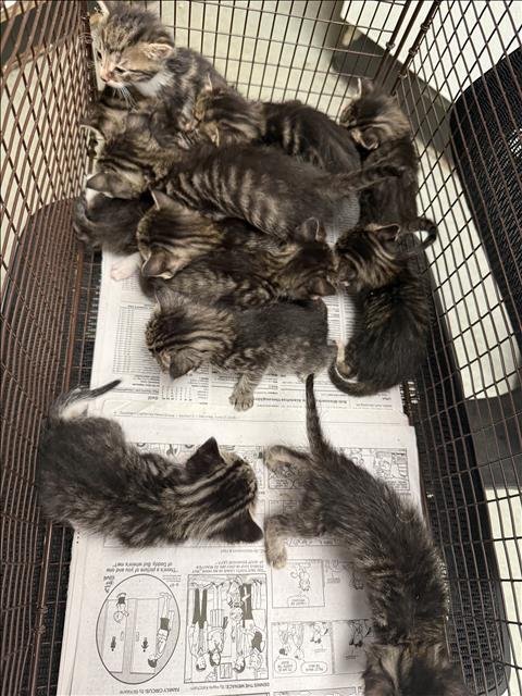 A2287759 - Domestic Short Hair available for adoption