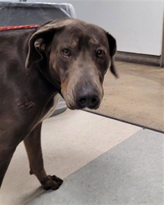 JAZZY - Labrador Retriever / Vizsla available for adoption