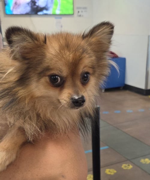 MOMCHI - Pomeranian / Chihuahua available for adoption