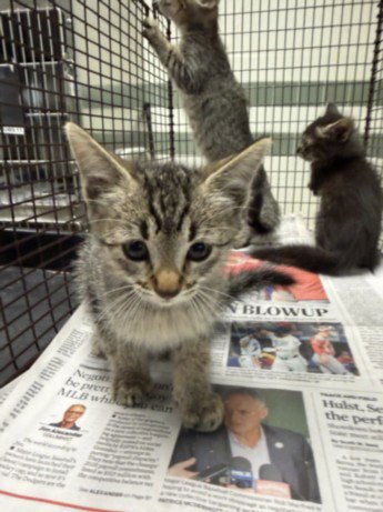 BACON - Domestic Short Hair available for adoption