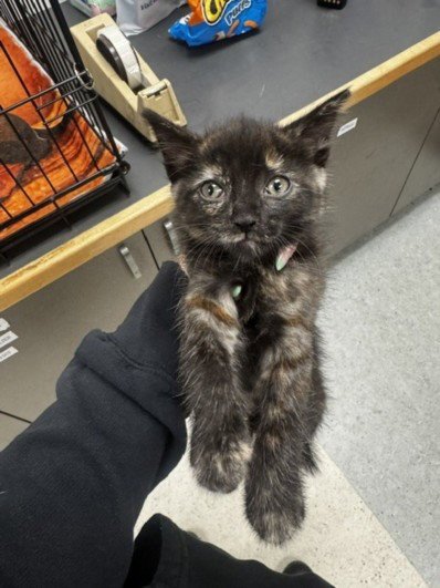 SKITTLES - Domestic Short Hair available for adoption