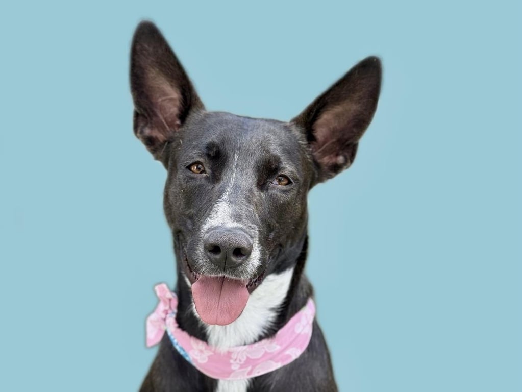 DOTTIE Image