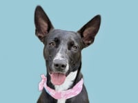 DOTTIE - Photo 1