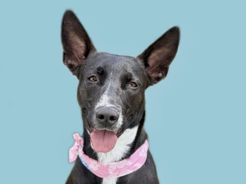 DOTTIE - Border Collie available for adoption