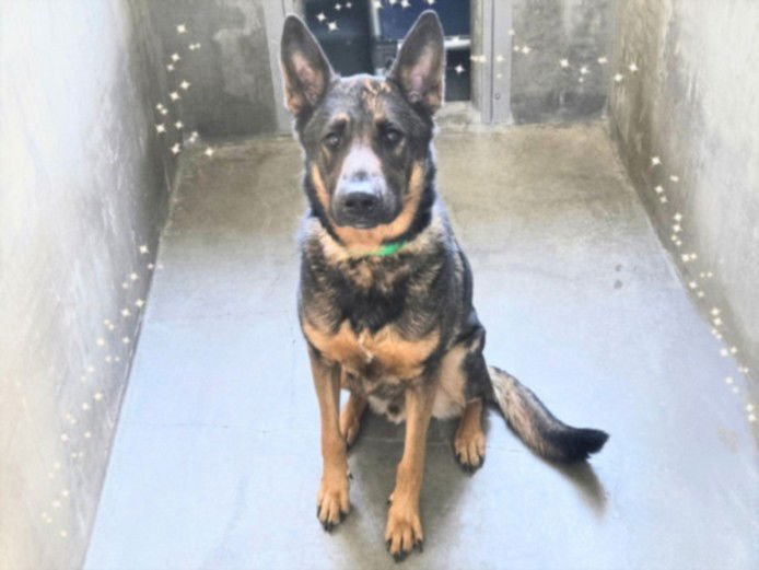 OSO - German Shepherd Dog available for adoption