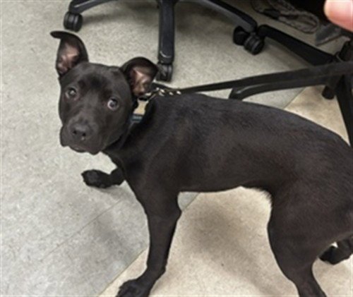 CHASE - Staffordshire Bull Terrier / American Pit Bull Terrier available for adoption