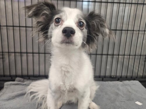 AURORA - Papillon available for adoption