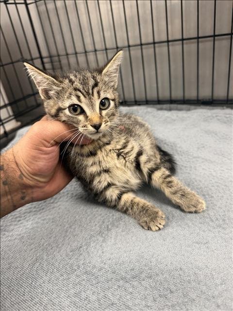 SONIA - Domestic Short Hair available for adoption