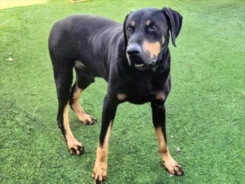 SCOOBY - Doberman Pinscher available for adoption