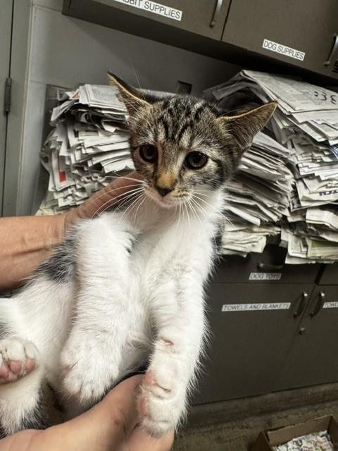 GOOSEBUMPS - Domestic Short Hair available for adoption