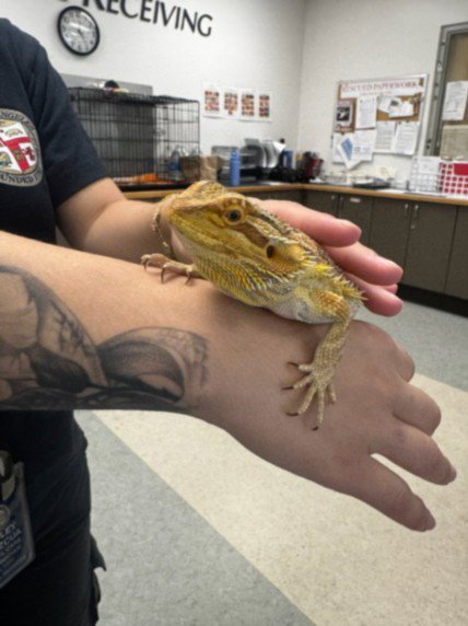 BEARDY - Lizard available for adoption